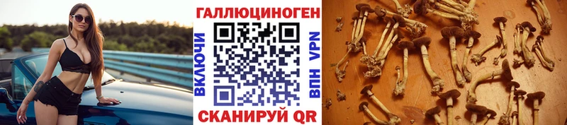 Галлюциногенные грибы Psilocybine cubensis  закладки  Буйнакск 